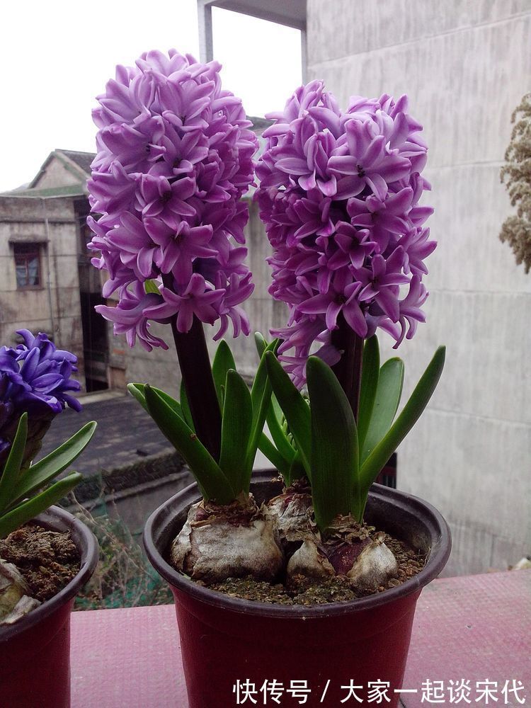 几种花，开花漂亮又好养，养在哪里都爆盆，好运到来