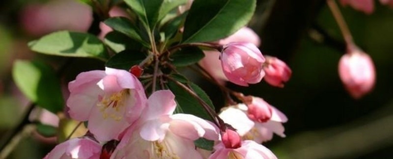 春日#秦观很有韵味的一首诗，苏轼读了都为之倾倒，不失为难得的佳作！