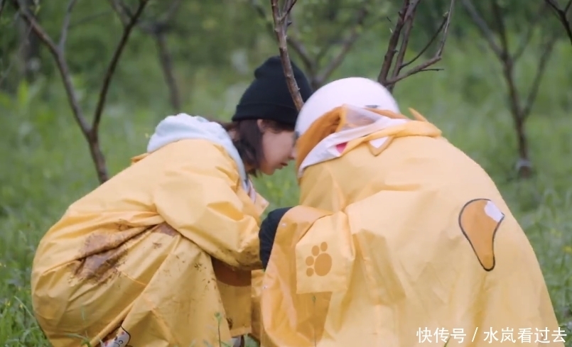 彭昱畅|张艺兴、杨紫种树被质疑作秀?挖坑时的动作引发网友热议!