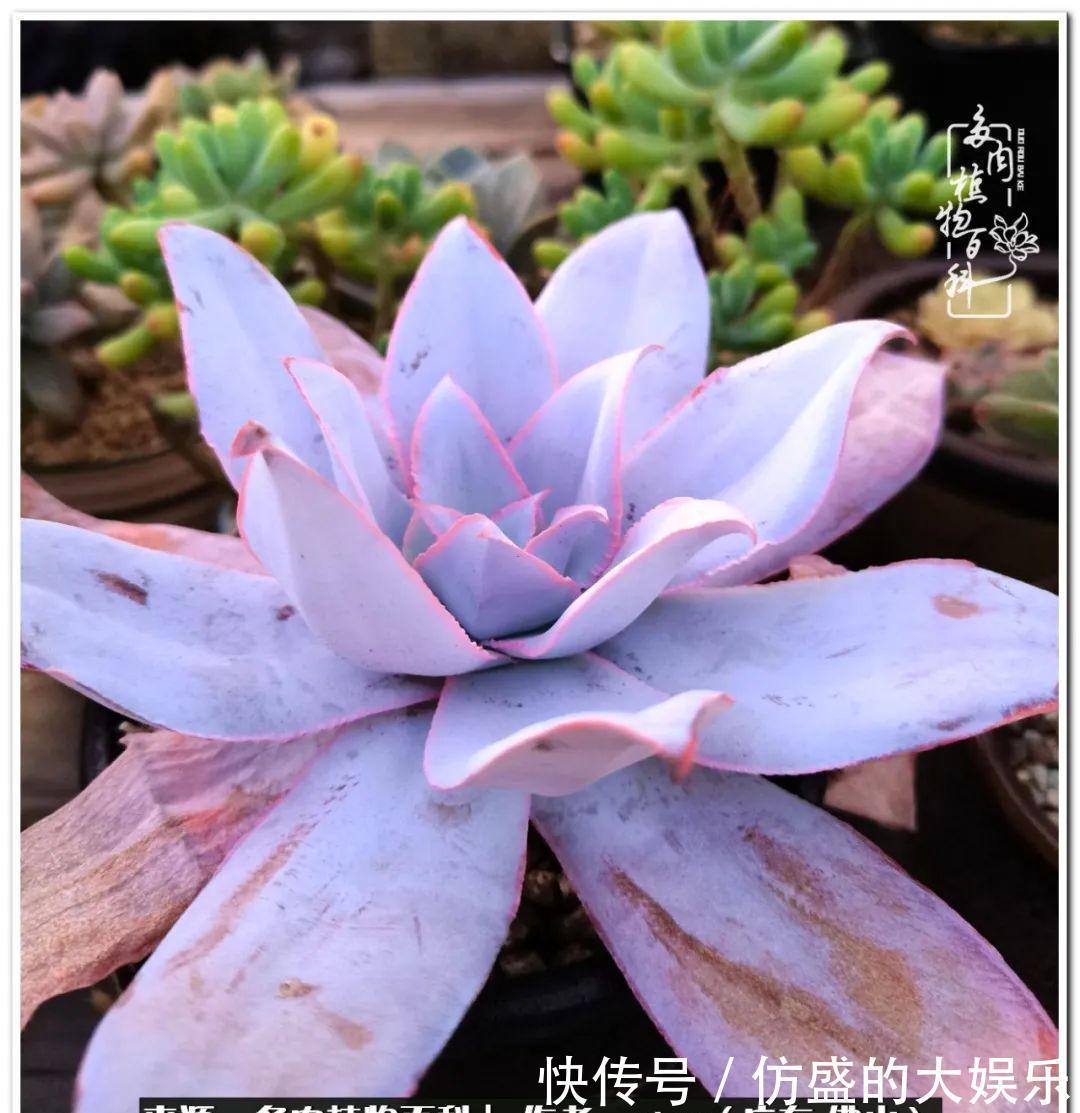 阳台上|养多肉,慢慢来,我们一起沉淀再绽放!