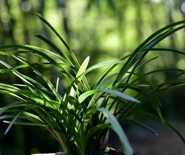 怎么判断兰花缺少氮磷钾?学会这三招,养不好兰花都难