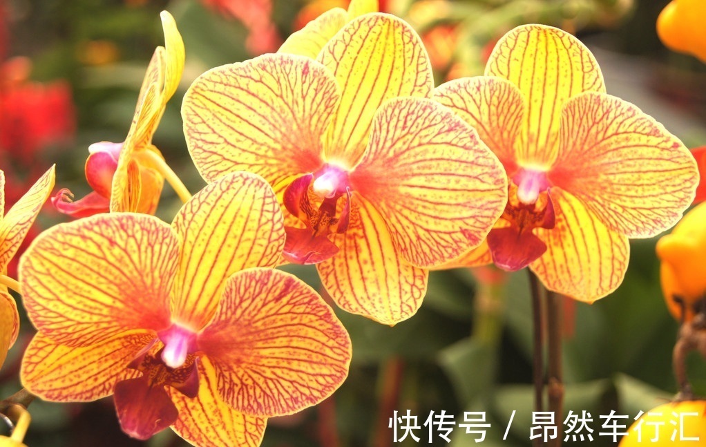 蝴蝶|此花就像是连在一起的蝴蝶,有着鲜艳的花色,散发出古典的韵味