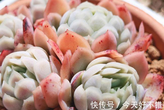 多肉植物爆盆的6个小技巧,养护多肉简单实用,让肉肉越长越密
