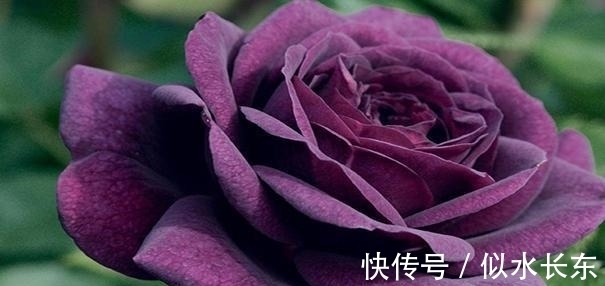 双子座男|近期天赐桃花运来袭，4大星座爱情躲不过！