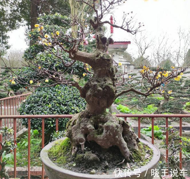 花盆|冬季观赏型花木:腊梅,盆栽记住4点,有枝有花,摆客厅超赞