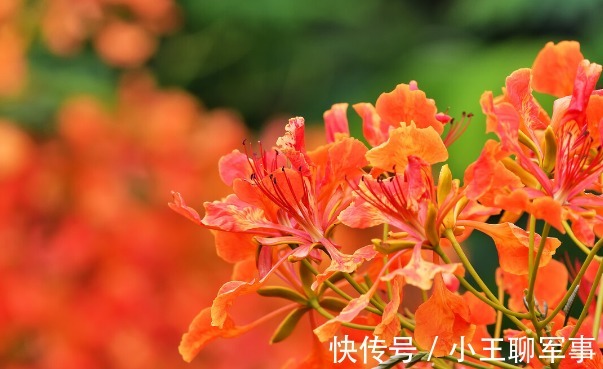 庭院无树,无福无禄?有院子就种15种树,随便选一种,吉祥又好看