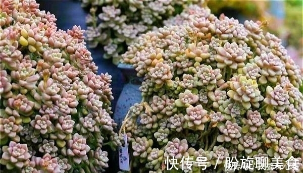养多肉，别花大价钱买贵的，6种能养成花墙的大普货才是真香