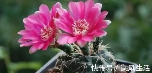 仙人球|这三种花很高冷，你不理它才会开花旺，太关注反而不开花