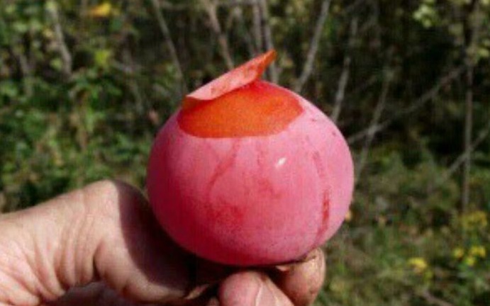 补血|女人最好的零食，不想老太快的话，秋后多吃，补血活血，保持健康