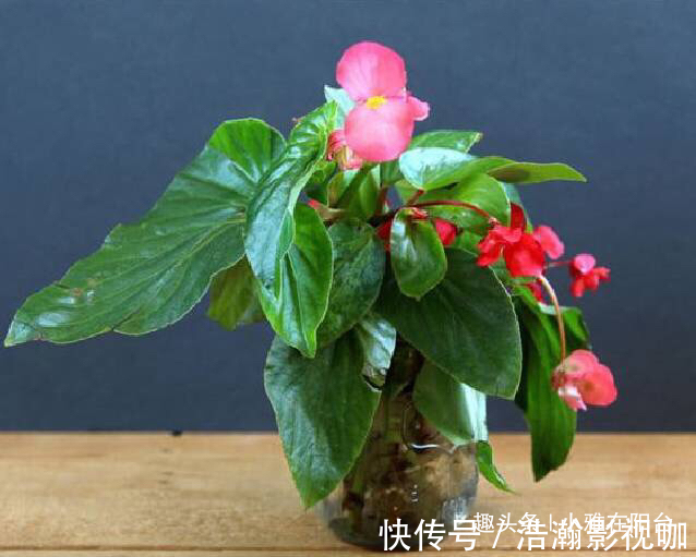 养四季海棠，摘1枝“水培”，20天就生根，漂亮的花儿四季开不停