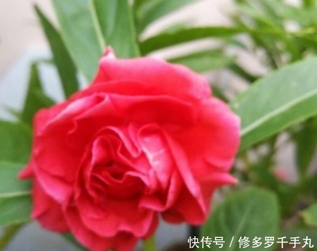 3种花花朵硕大、花期长，比牡丹还美，比吊兰好养，你养了吗