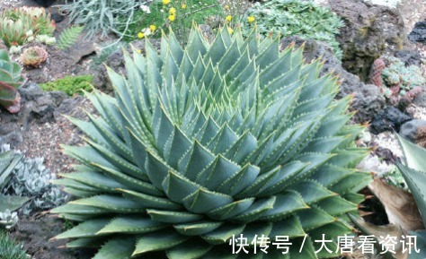 种花|“病菌”超怕的5种花，家里只要养一盆，和医院说拜拜！