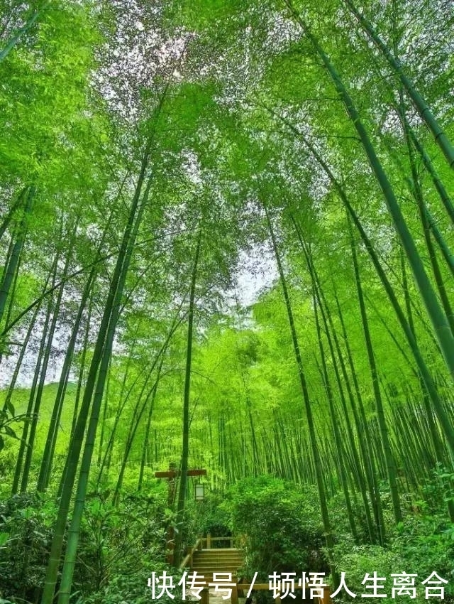 在江苏溧阳，有片竹海，叫南山竹海