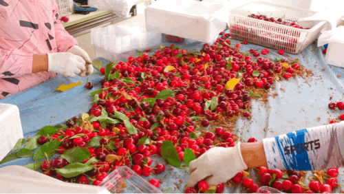 采摘|在北京浪漫开直升机摘樱桃，田园花海中无限畅吃，这才是夏日的味道