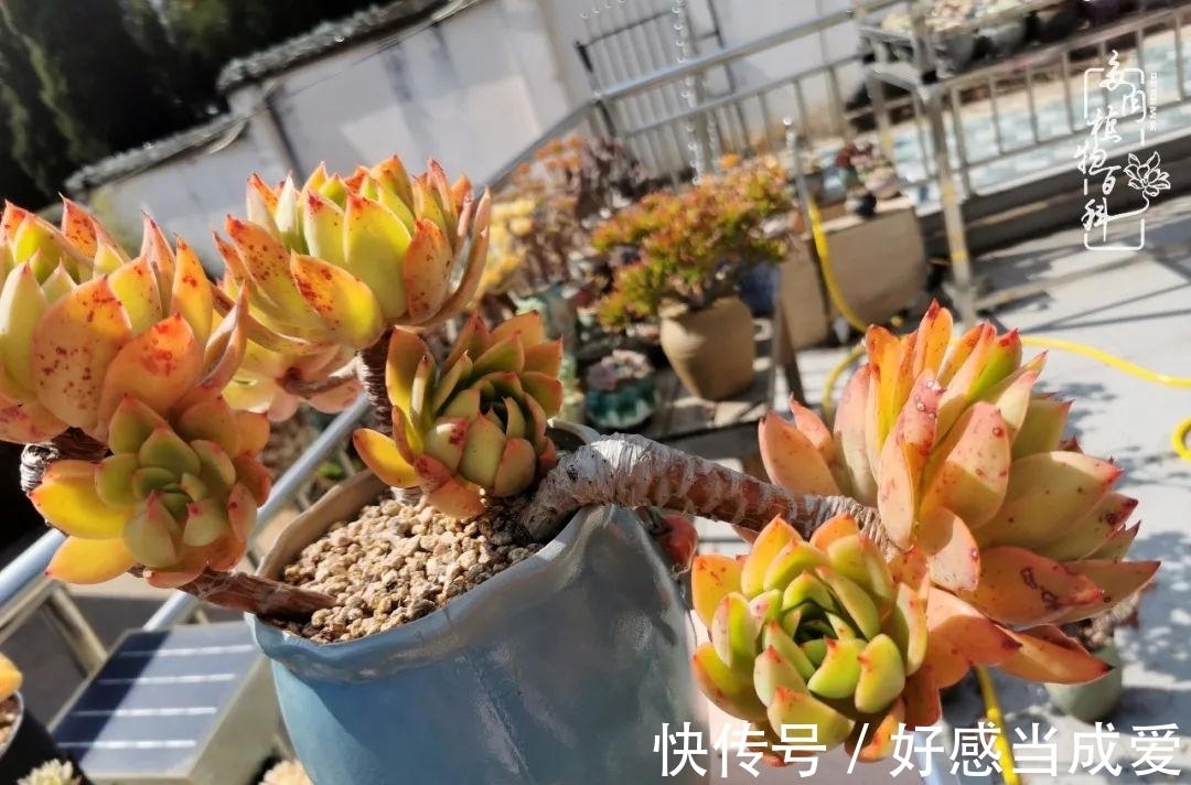 治愈之“肉”:愿所有的养肉人都被这些“胖子们”治愈