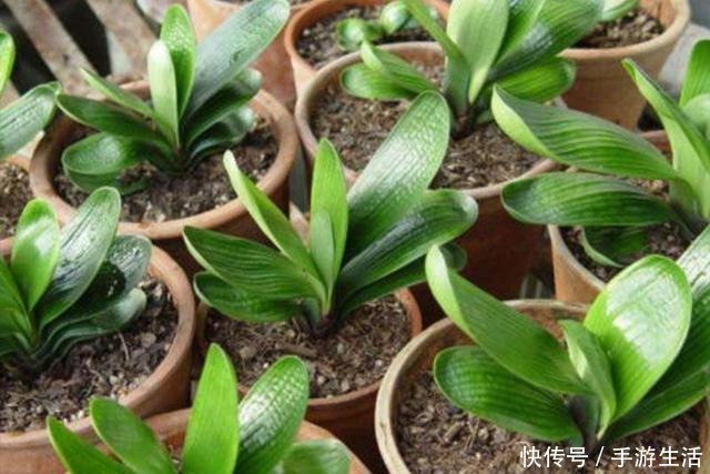 君子兰不用买,4个步骤培育出大量小苗,方法很简单!