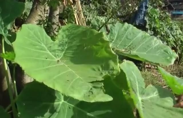 农村地区的这种野菜，很多人以为都不能吃，其实清炒出来特别美味
