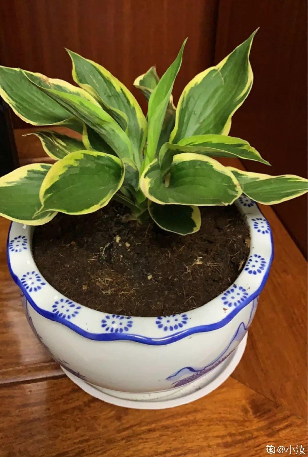 秋天给花铲一锹，一盆变五盆，根本不用扦插！