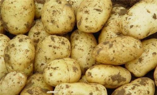 主食|那些容易发胖的主食，米饭不是榜首，而是你不注意的它，肯定变胖