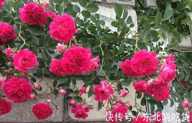 花卉中的开花劳模，栽在一边就疯长，花色鲜艳香气浓，很漂亮