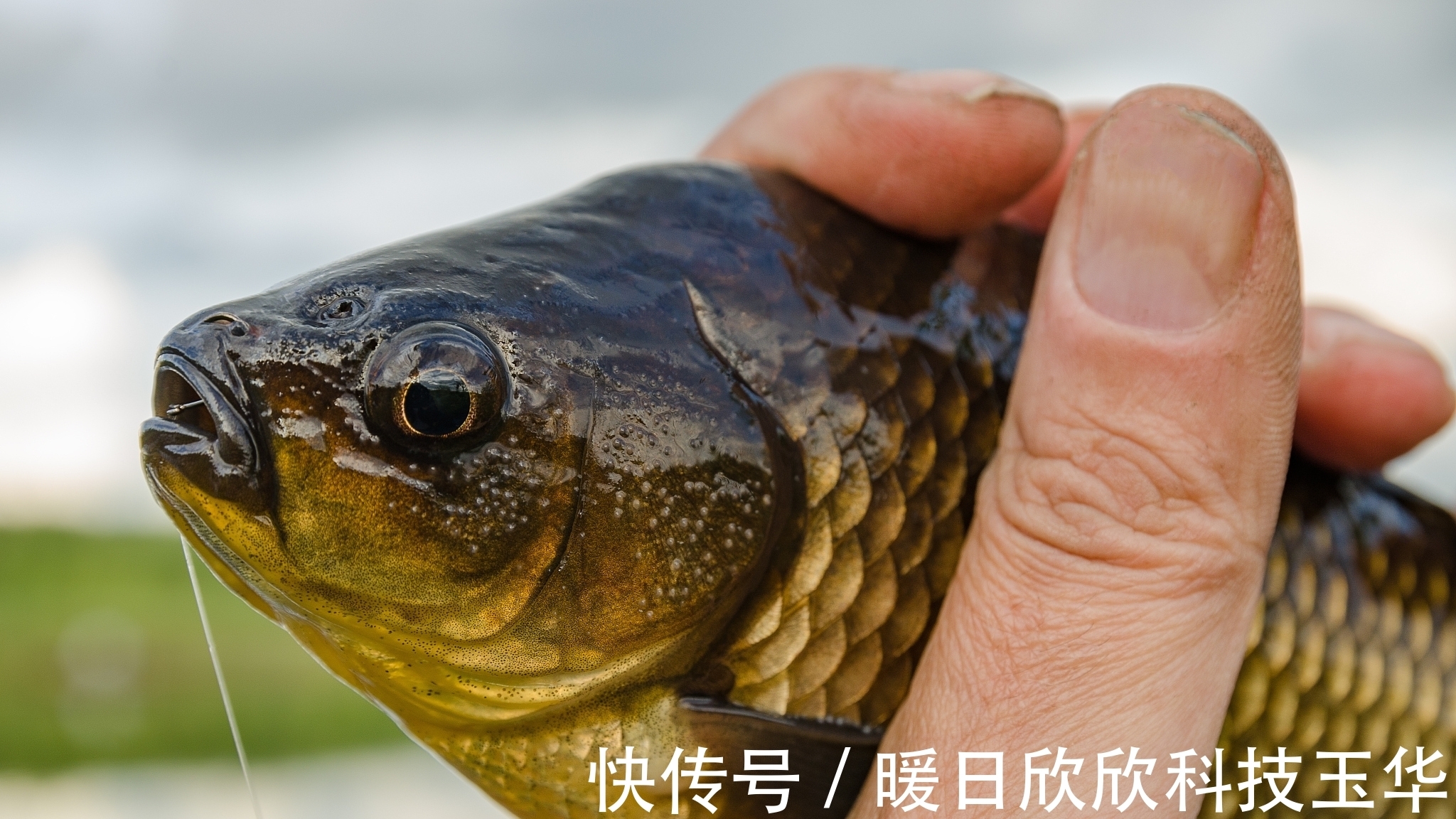 地形|夏季如何垂钓鲫鱼？关键一招让你轻松上鱼！手把手详细教你