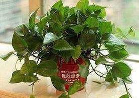 想要绿萝长得好,只需浇5种水,不施肥就能轻松长爆盆