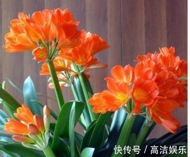 叶片|有钱人都养3种花,净化空气,还能很好的旺运,财源广进