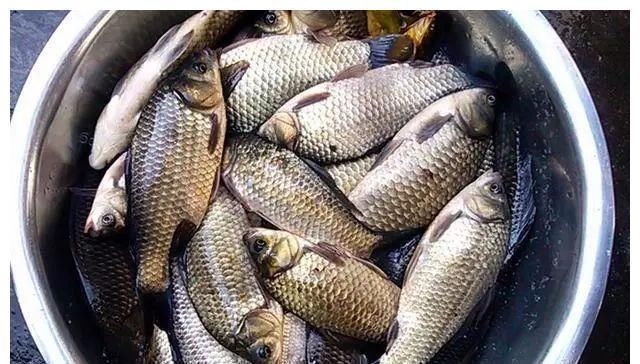 5月难钓鱼肯定是你饵料错了,用对这“3步”,大鱼滚滚来