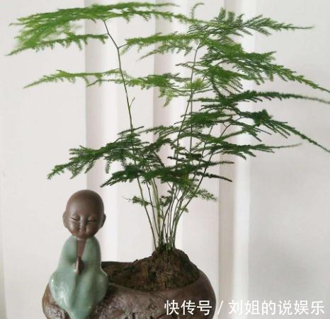 怎样能将文竹养的绿油油