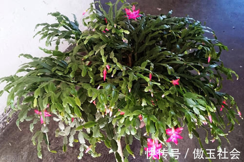 嫁接蟹爪兰,选对砧木,10天愈合,15天成活,翌年开花爆盆