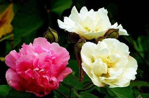 养花就养这几盆，天天变颜色，从早到晚变不停，眼花缭乱看不够