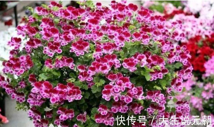 4种花,堪称“开花机器”,365天开不停,养家里,四季有花赏