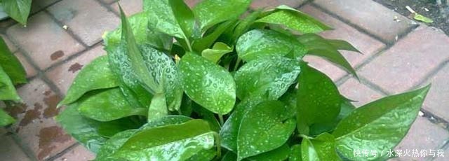 最怕“晒”的3种花,光照稍大就黄叶,养在“客厅”反而更旺盛!