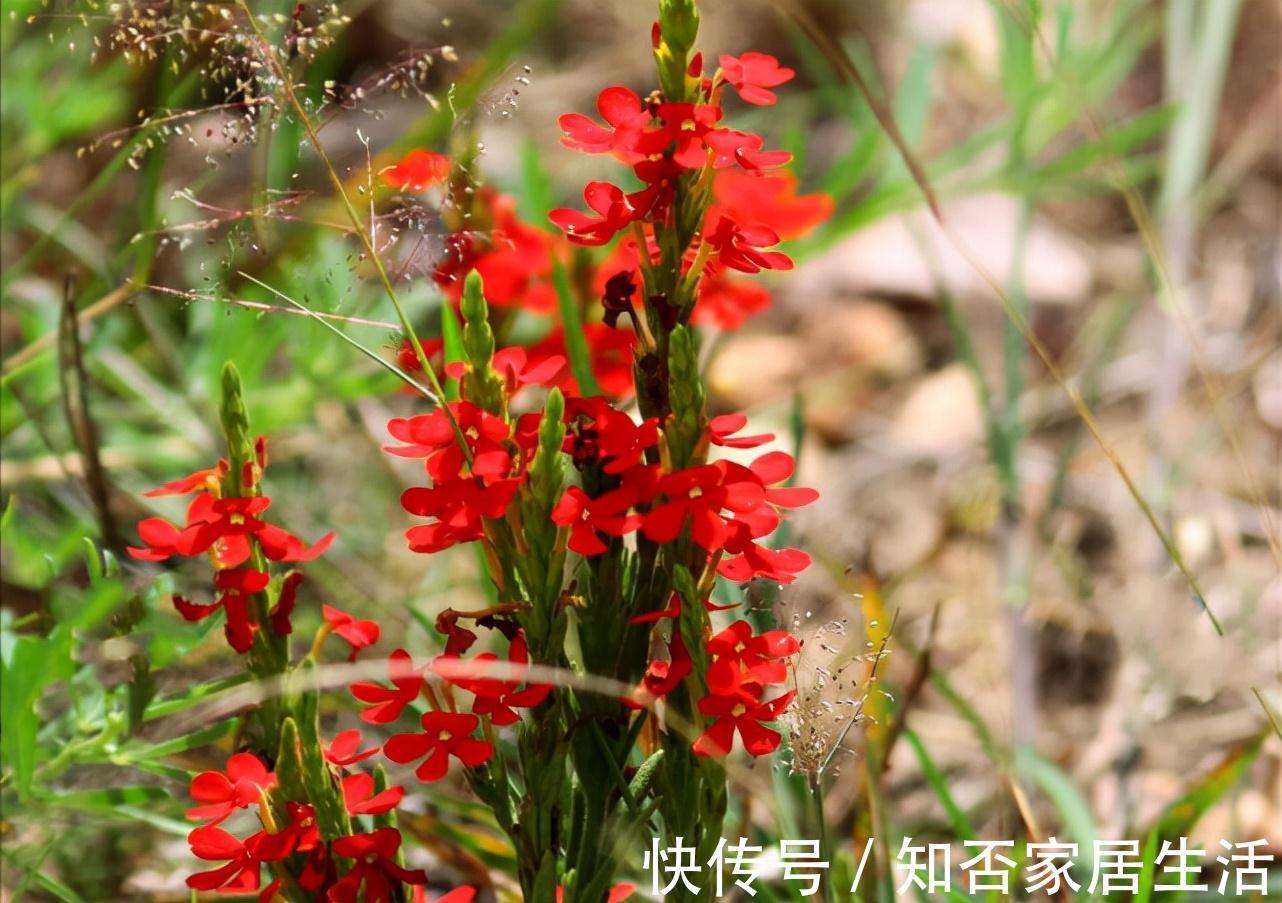 本草图经|独脚金:其貌不扬,却千元1斤,被称为“草中黄金”