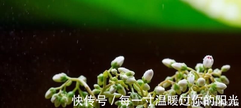 苔#袁枚最有哲理的一首诗,虽然我们很渺小,但也要活得比别人更精彩