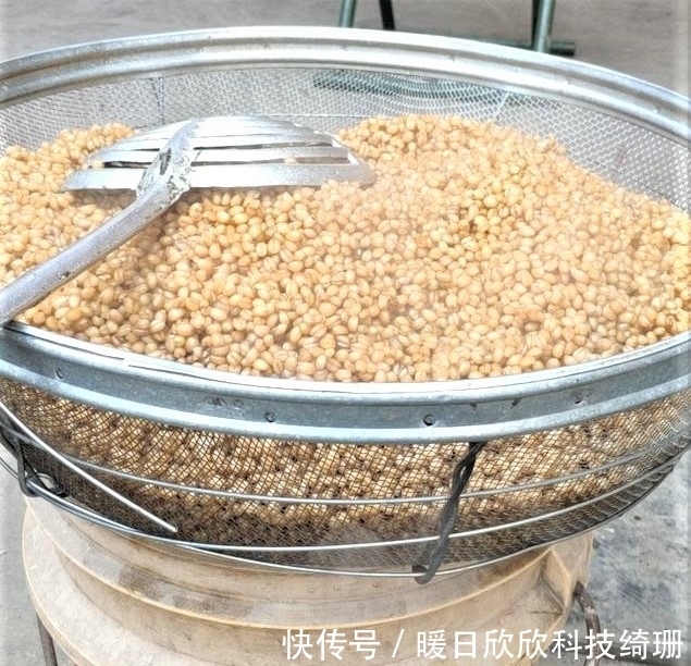 滤食性|用小麦垂钓鲫鲤草鳊,有时爆护有时空军,主要看方法是否得当