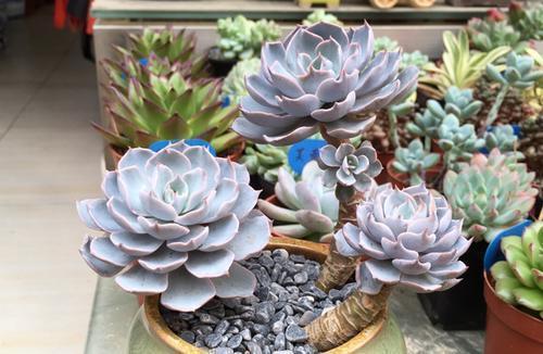 多肉植物|喜欢多肉别错过这5种,贵气又好养,种一盆仙气飘飘!