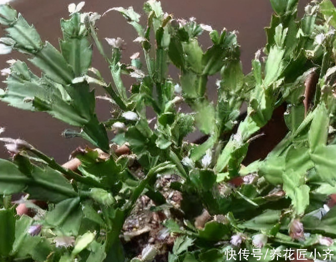 春季蟹爪兰叶片打蔫不精神,教你做4步,叶片变饱满,不停冒新叶