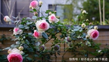 月季吃奶小苗,冬季要不要修剪?怎么剪?