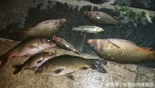 广东钓友,珠江钓起许多“彩鲤”,这是珠江里特有的极品鲤鱼