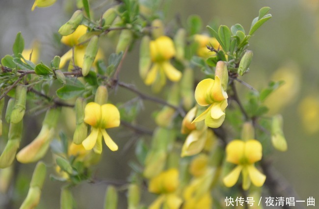 此花十分的有灵气 枝叶繁茂黄带红型似麻雀 是谦逊 可爱的代表 粉紫色