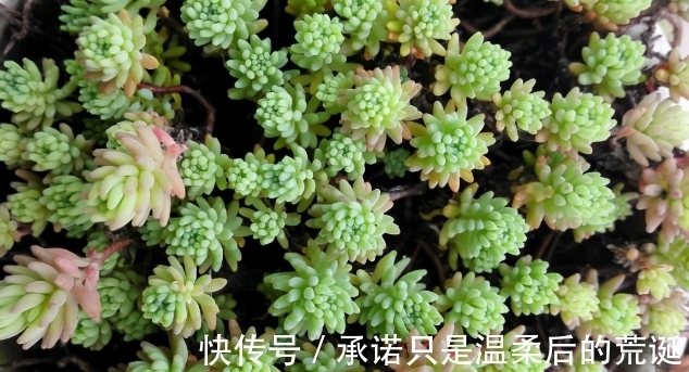 薄雪万年草|一款常被误认为“杂草”的多肉,薄雪万年草,总在野外成片长