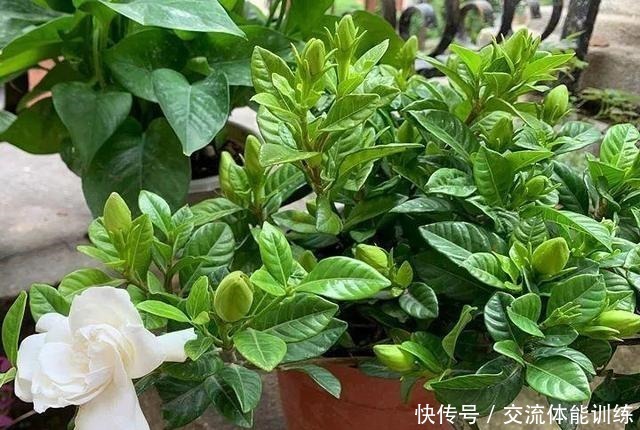 浇花水摻点它，比营养液、淘米水还肥，家里花草长得叶绿、花多！