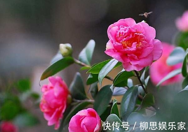 生长发育|茶树只长叶子却不开花,学会这些方法,茶花爆满枝头