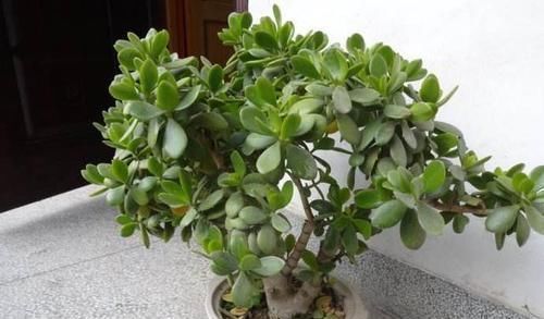 玉树|4种植物,一长高就得剪,剪晚了影响开花,别忽视!