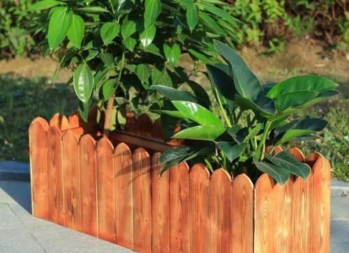 养花|养花换盆该做些什么?不懂就这么办,保植物远离危险!