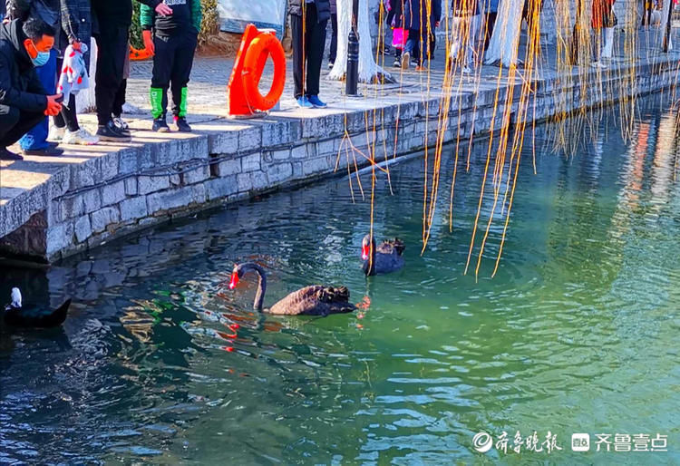 济南百花洲的春天来啦，鸭子、天鹅水中畅游|就地过年?春在身边| 济南百花洲的春天来啦，鸭子、天鹅水中畅游\＂,\＂i12\＂:\＂就地过年?春在身边