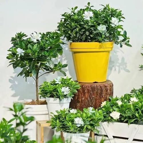 想让家里“病菌”少,就养五种植物,漂亮又好养!