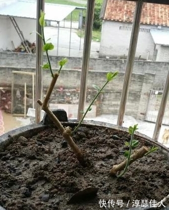 有机肥|教你自制骨粉磷肥,用来养花效果杠杠的