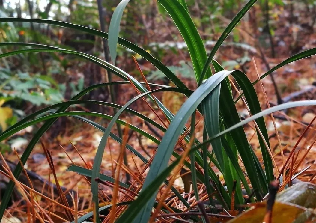 松针腐殖土养兰花，做好两件事，来年春天有好植料
